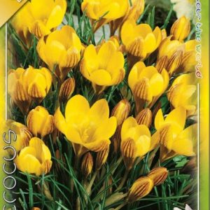 Crocus botanical Fuscotinctus - Botanikai krókusz