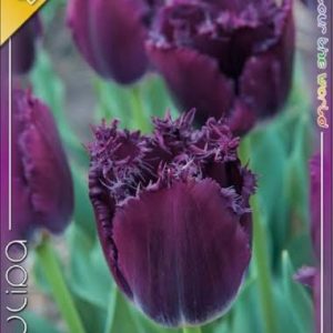 Tulipa Gorilla / Tulipán Gorilla rojtos szirmú 6 db/ csomag