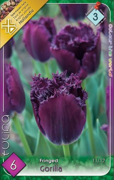 Tulipa Gorilla / Tulipán Gorilla rojtos szirmú 6 db/ csomag