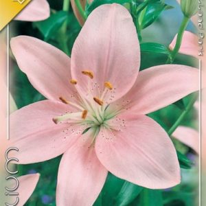 Lilium Asiatic Pink / Liliom Pink