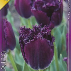 Tulipa Gorilla / Tulipán Gorilla rojtos szirmú 8 db/ csomag