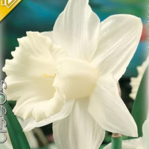 Narcissus Mount Hood / fehér virágú nárcisz