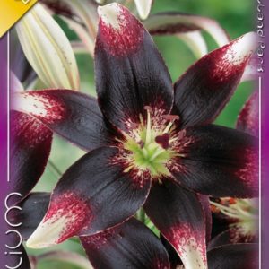 Lilium Netty’s Pride / Liliom