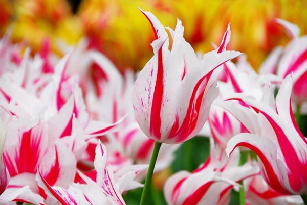 Tulipa Marilyn / Tulipán Marilyn 8 db - Image 3