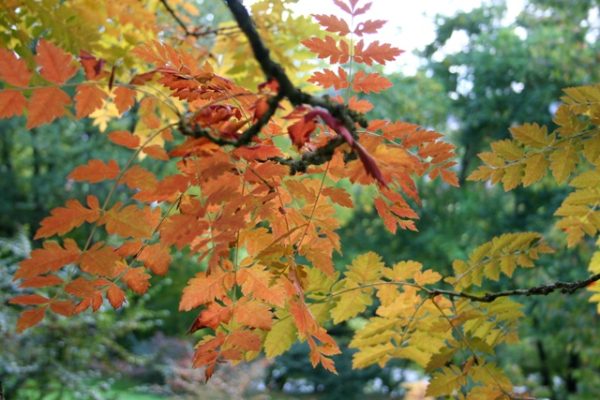 Koelreuteria paniculata 'Fastigiata'/Oszlopos csörgőfa - Image 3