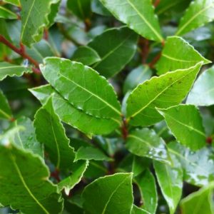 Laurus nobilis - Fűszerbabér