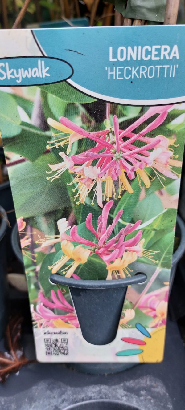 Lonicera Heckrottii/ Kúszó lonc