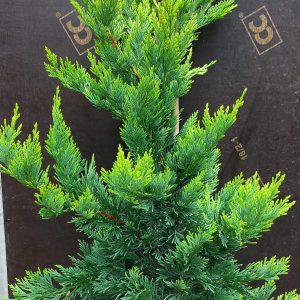 Cupressocyparis leylandii 'Gold Rider' – aranysárga sövény ciprus kertben