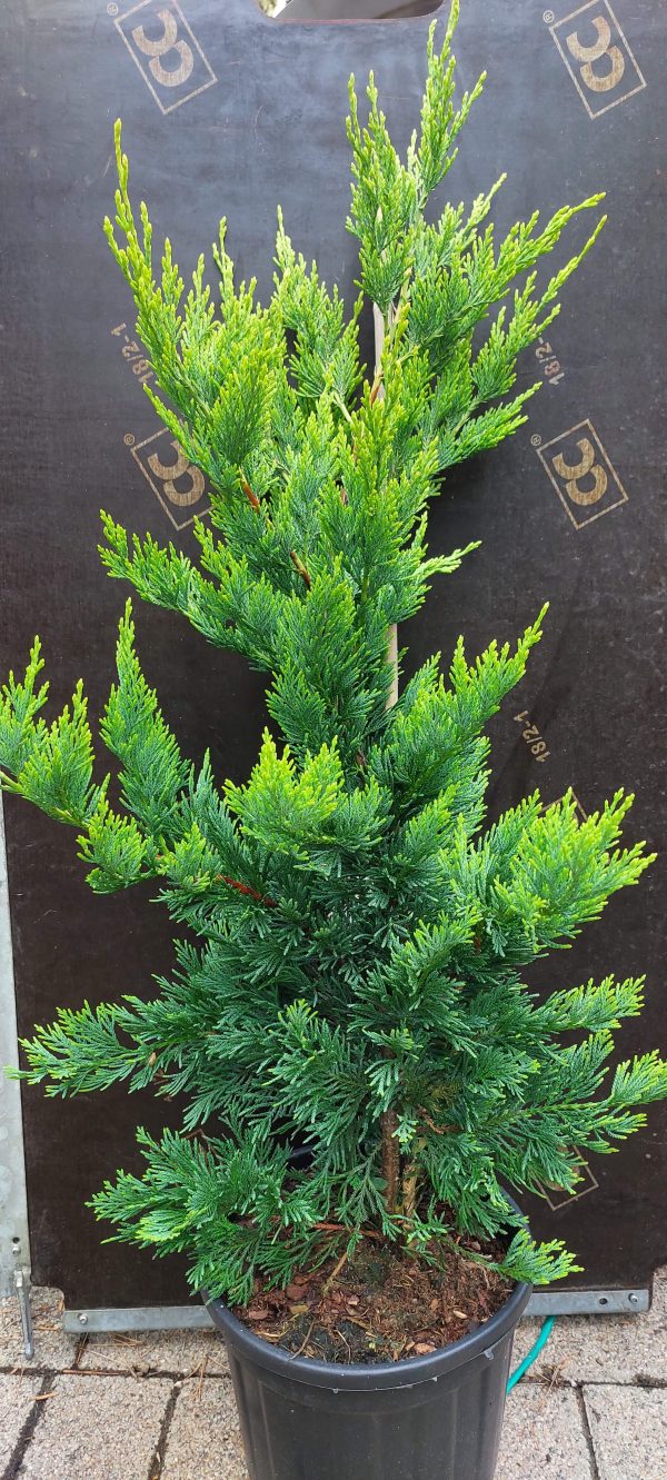 Cupressocyparis leylandii 'Gold Rider' – aranysárga sövény ciprus kertben
