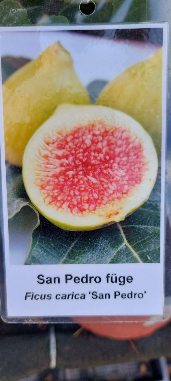 Ficus carica 'San Pietro Mirko' Füge