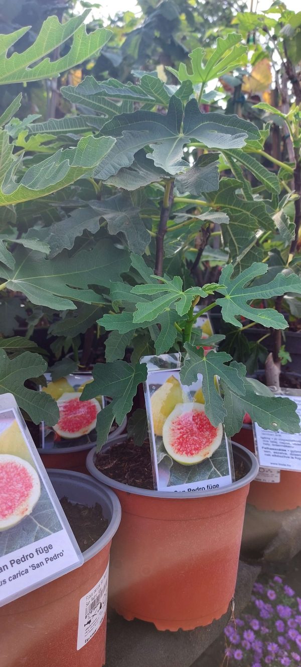 Ficus carica 'San Pietro Mirko' Füge - Image 2