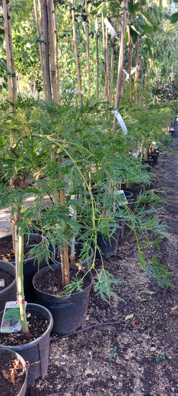 Acer palmatum 'Dissectum Viridis' - Japán juhar - Image 4