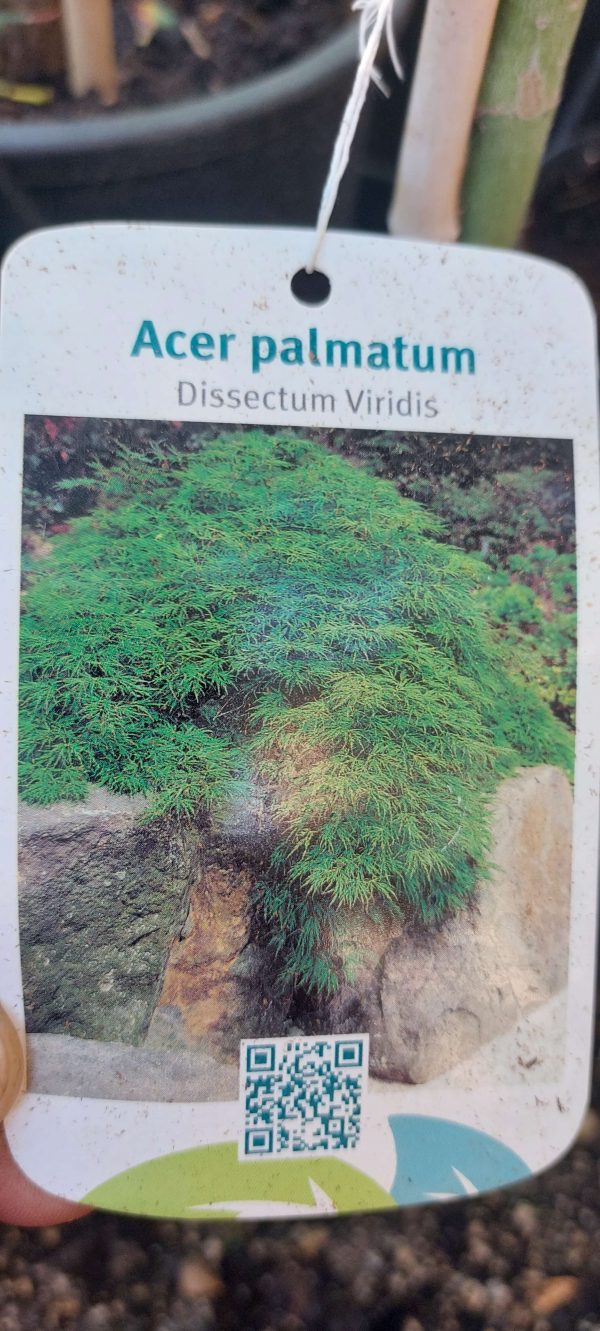 Acer palmatum 'Dissectum Viridis' - Japán juhar - Image 3