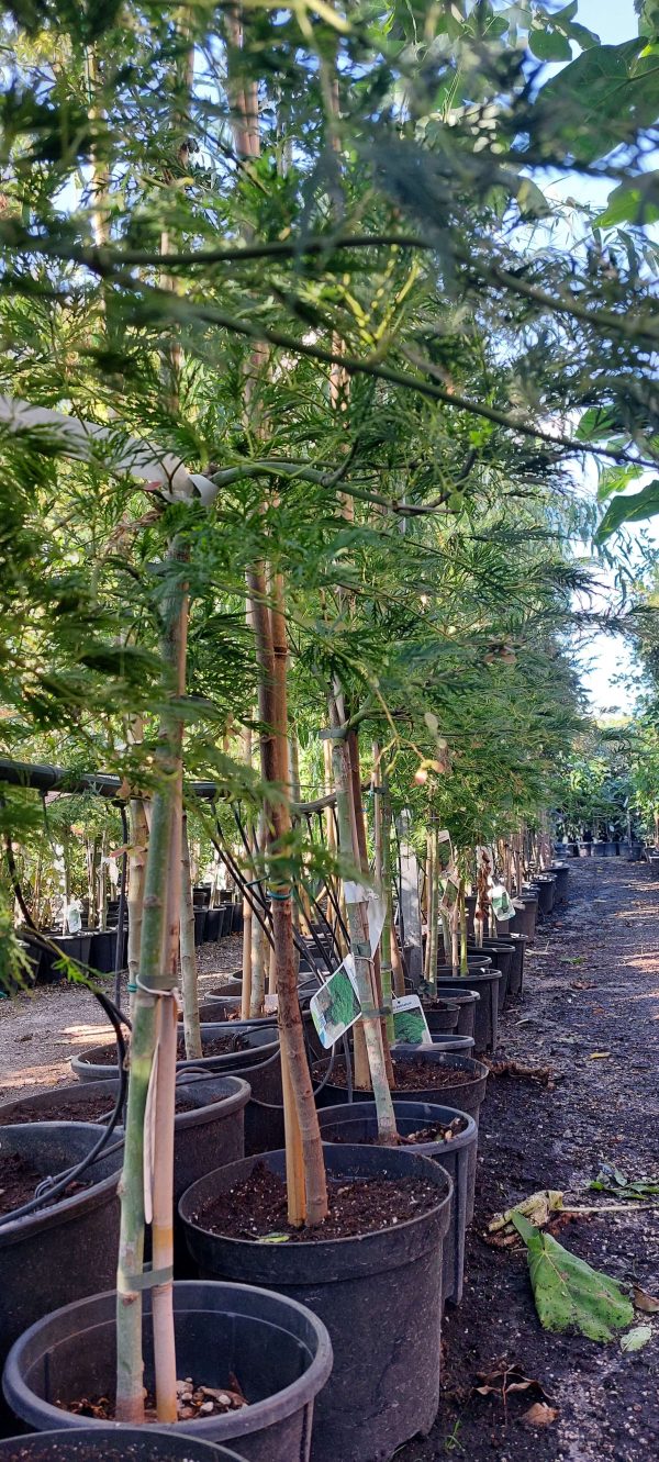 Acer palmatum 'Dissectum Viridis' - Japán juhar