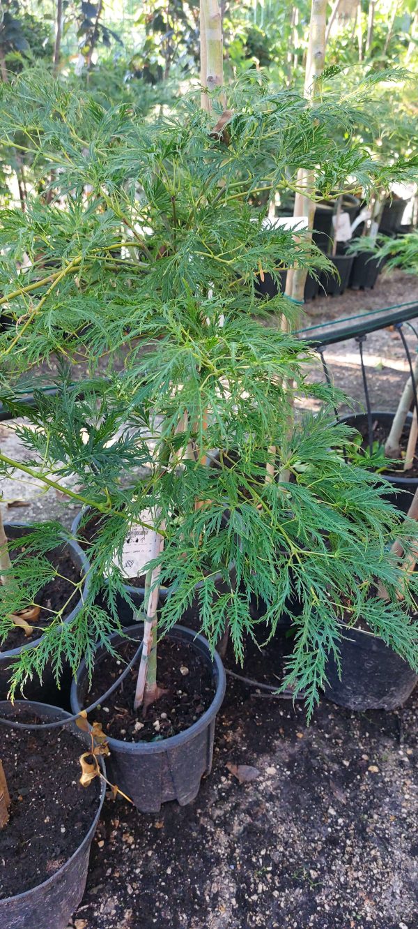 Acer palmatum 'Dissectum Viridis' - Japán juhar - Image 2