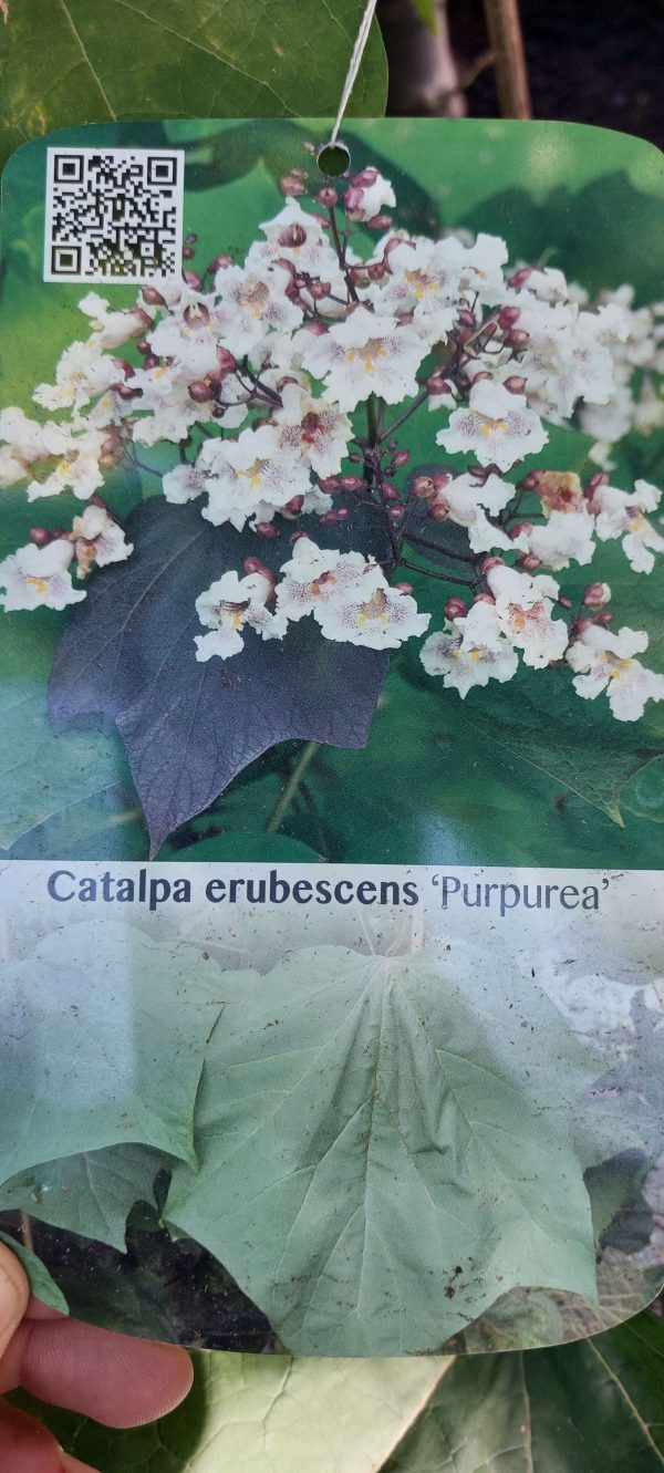 Catalpa erubescens 'Purpurea' - Bordó levelű szivarfa - Image 3