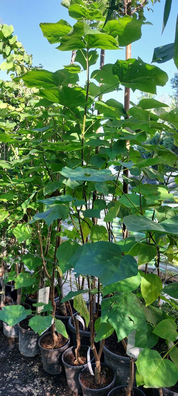 Catalpa erubescens 'Purpurea' - Bordó levelű szivarfa - Image 4