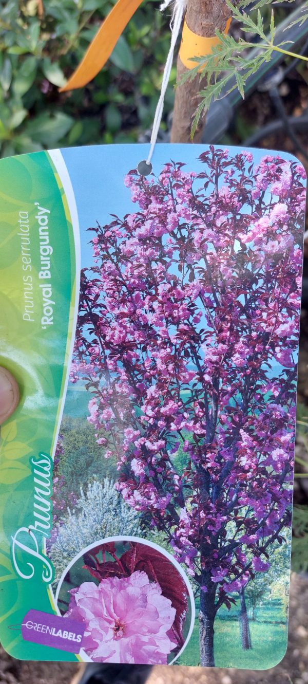 Prunus serrulata 'Royal Burgundy', Vörös levelű díszcseresznye - Image 5