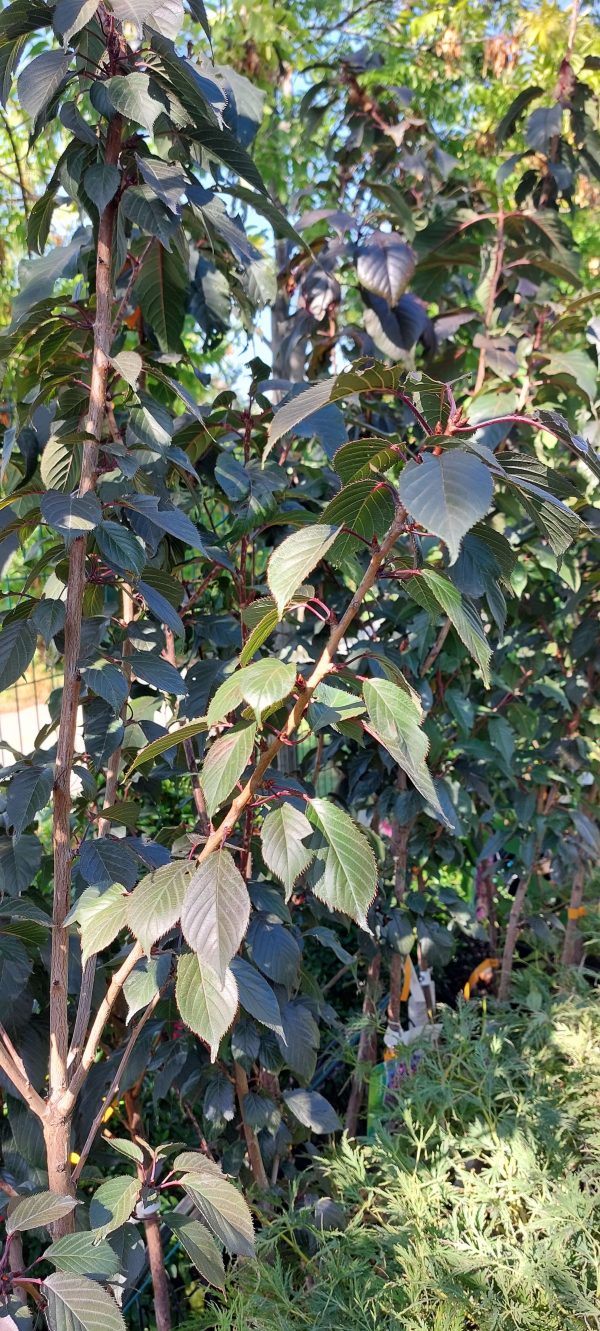 Prunus serrulata 'Royal Burgundy', Vörös levelű díszcseresznye - Image 6