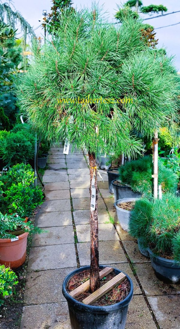 Pinus strobus ‘Breviflora’ – Törpe fenyő 150 cm magas