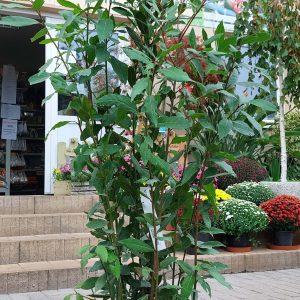 Laurus nobilis - Fűszerbabér