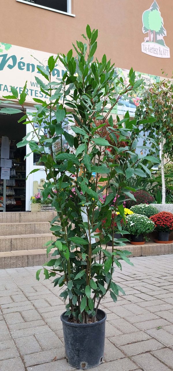 Nemesbabér/ Fűszerbabér/ Laurus nobilis