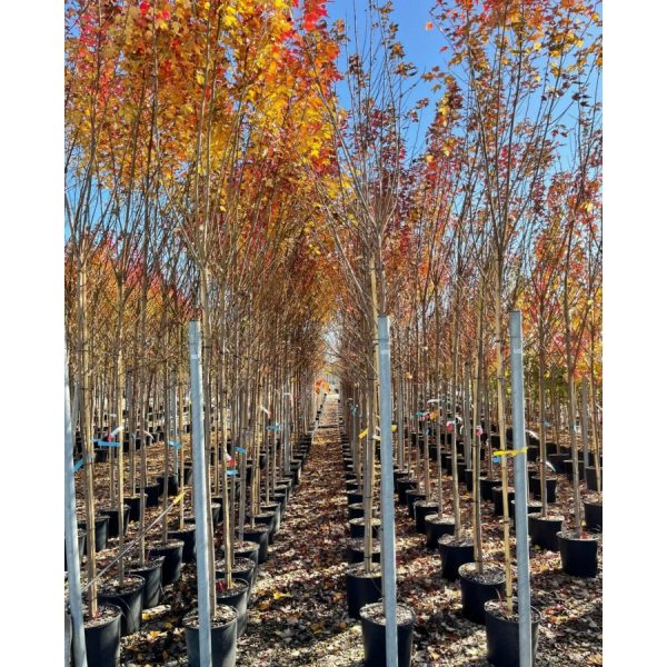 Acer rubrum 'Sun Valley'/vörös juhar - Image 3