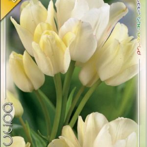 Tulipa Candy Club / Csokros tulipán 6 db