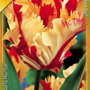 Tulipa Flaming Parrot / Papagájvirágú tulipán  5db