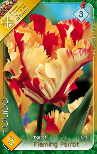 Tulipa Flaming Parrot / Papagájvirágú tulipán 5db