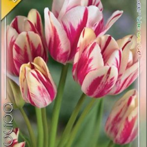 Tulipa Flaming Club / Csokros tulipán 6 db