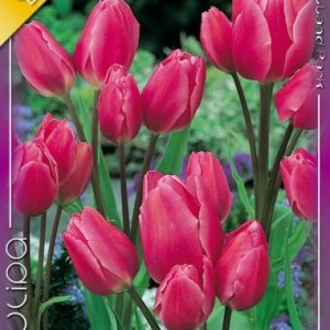 Tulipa Happy Family / Csokros tulipán 10 db