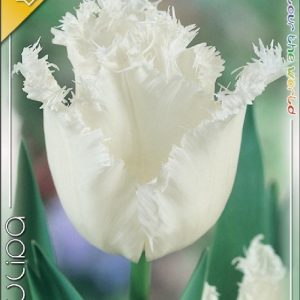 Tulipa Fringed Honeymoon / Fehér virágú rojtos szirmú tulipán 7 db