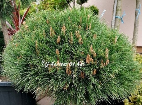Pinus strobus 'Breviflora' - Törpe fenyő 50 cm magas