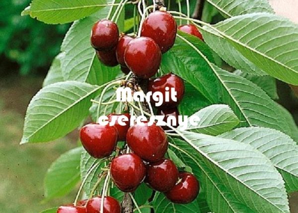 Margit cseresznye konténeres