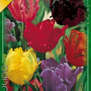 Tulipa Parrot Mixed / Papagájvirágú tulipán mix 10 db