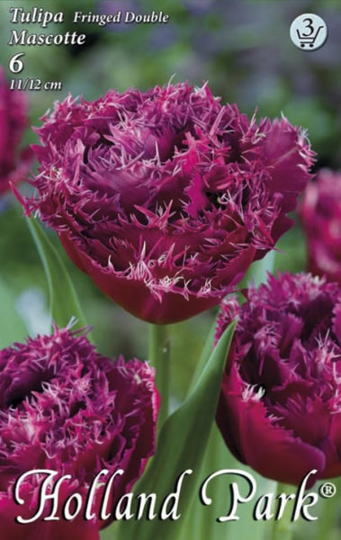 Tulipa Mascotte / Tulipán Mascotte rojtos szirmú 6 db