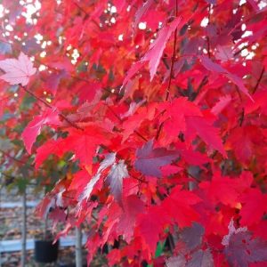 Acer rubrum 'Sun Valley'/vörös juhar