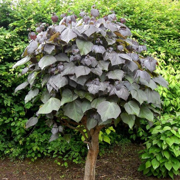 Catalpa erubescens 'Purpurea' - Bordó levelű szivarfa