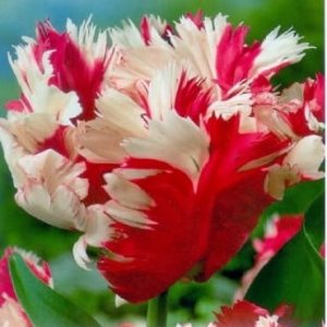 Tulipa Parrot Estella Rijnveld / Papagájvirágú tulipán 7 db
