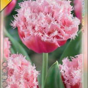 Tulipa Queensland / Tulipán Queensland 6 db