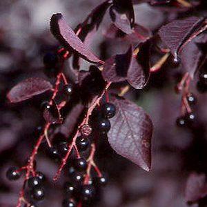 Prunus virginiana 'Canada Red'/Vörös levelű májusfa