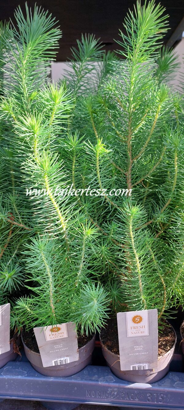 Pinus Pinea 'Silver Crest'/ Mandulafenyő