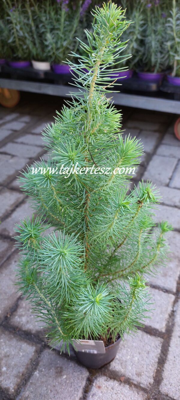 Pinus Pinea 'Silver Crest'/ Mandulafenyő - Image 2