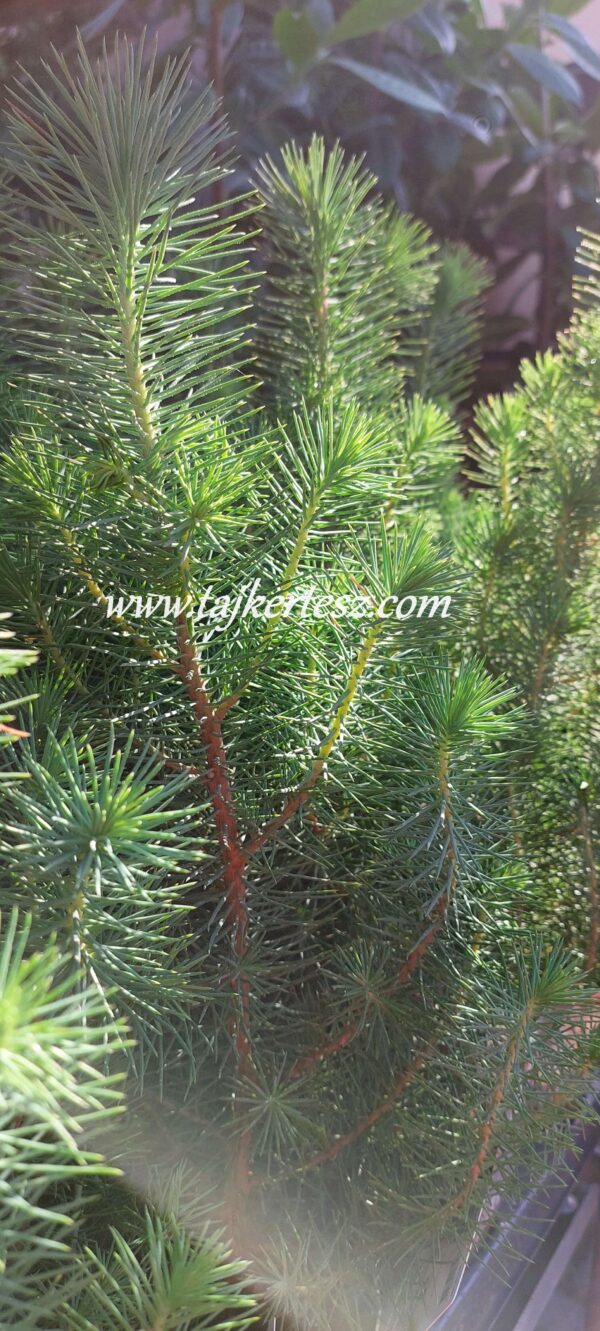 Pinus Pinea 'Silver Crest'/ Mandulafenyő - Image 3
