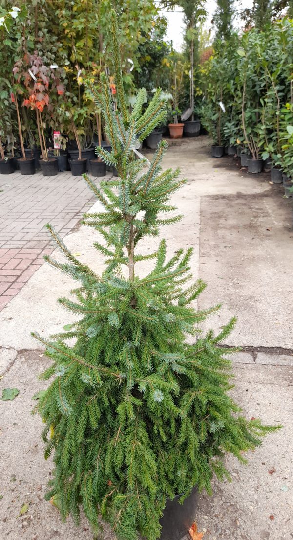 Picea omorika - Szerb lucfenyő
