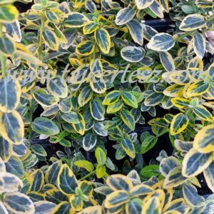Euonymus fortunei 'Emerald'n Gold' - Aranytarka kúszó kecskerágó