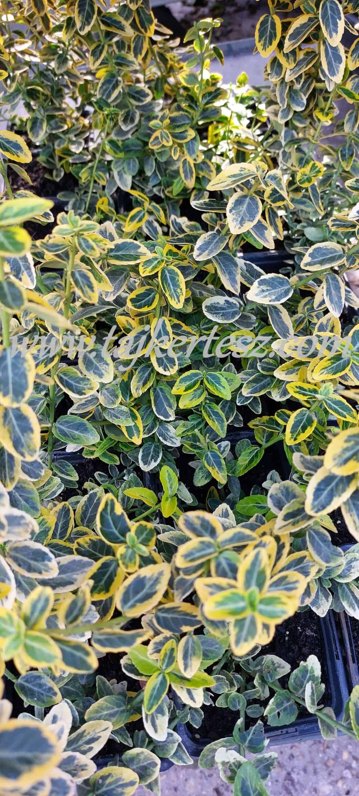 Euonymus fortunei 'Emerald'n Gold' - Aranytarka kúszó kecskerágó