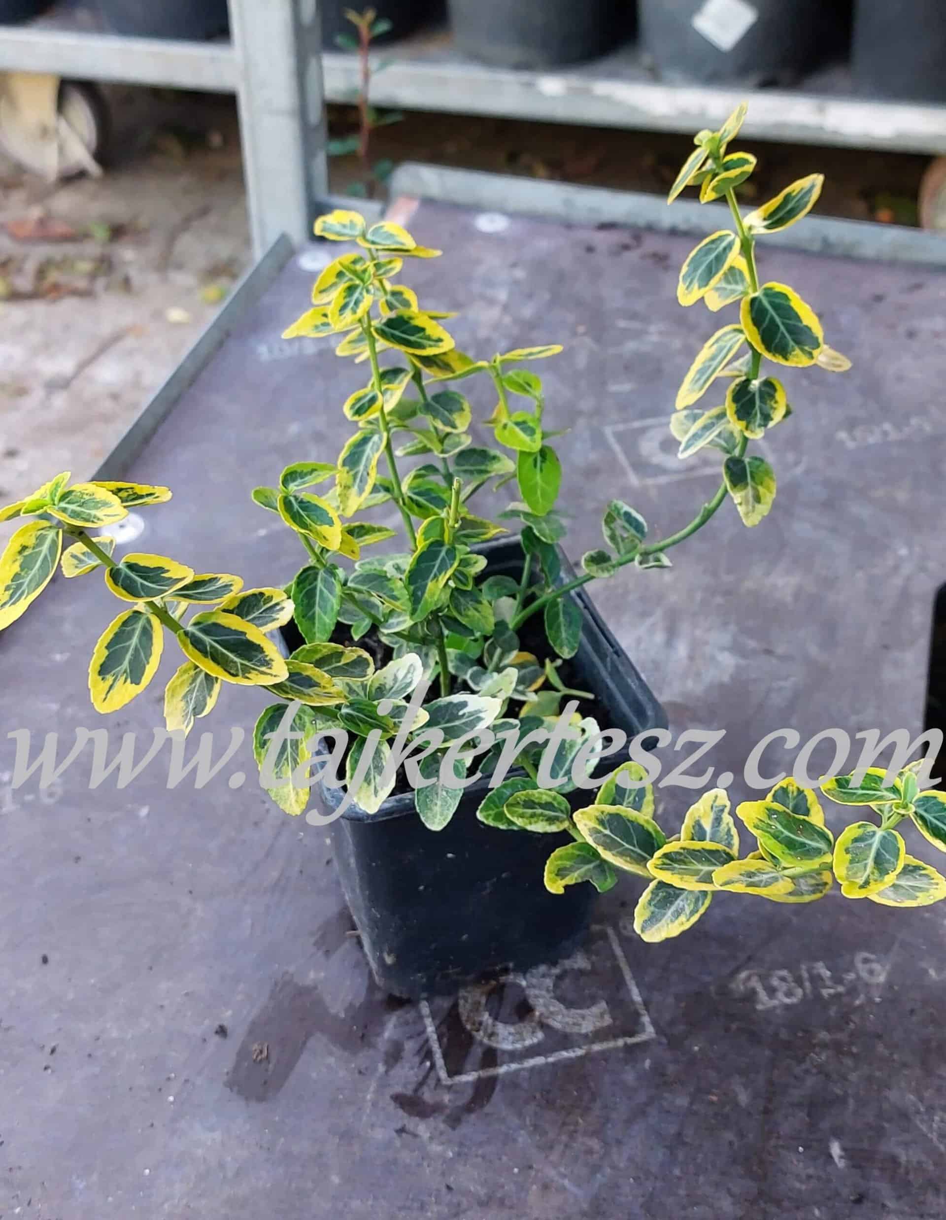 Euonymus fortunei 'Emerald'n Gold' - Aranytarka kúszó kecskerágó - Image 2