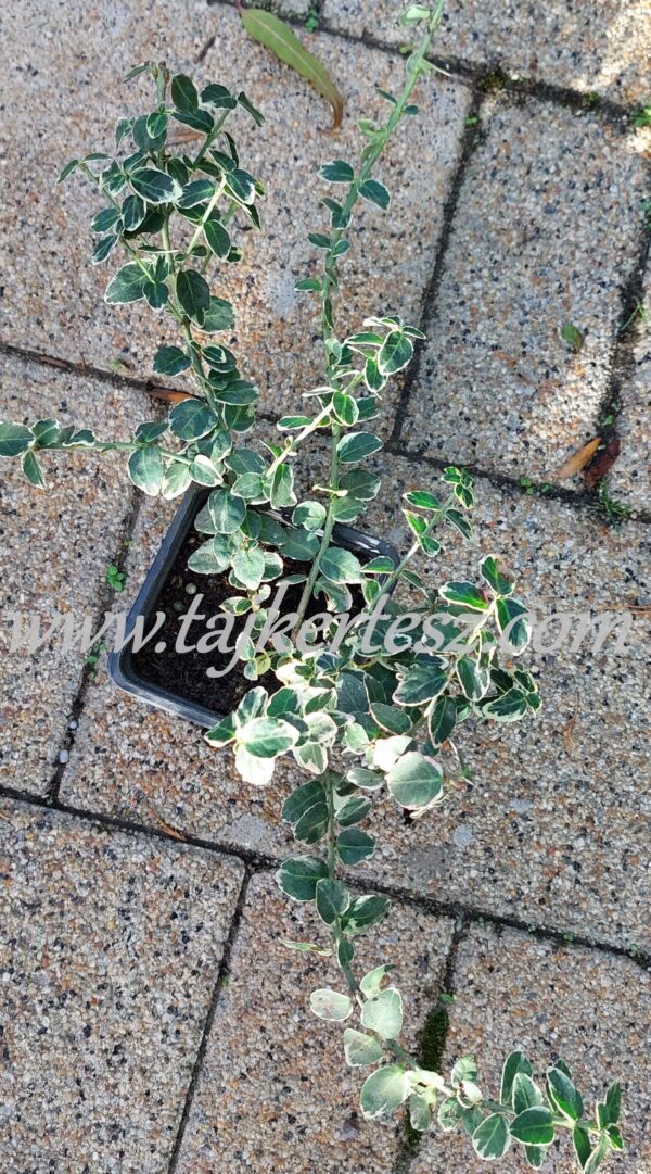 Euonymus fortunei 'Emerald'n Gaiety' - Fehértarka kúszó kecskerágó - Image 3